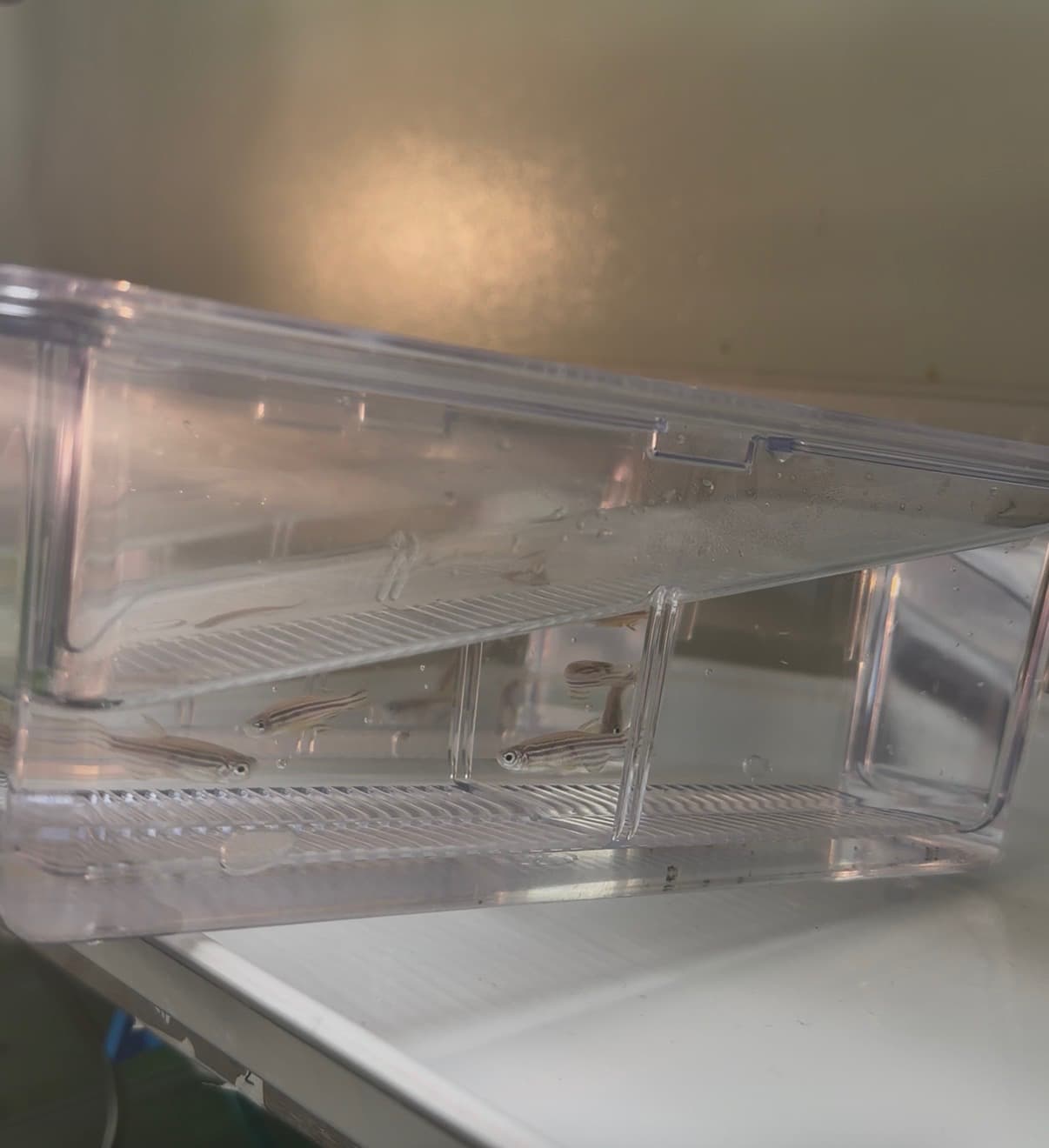 Understanding the drivers of contaminant mixture toxicity in surface water.